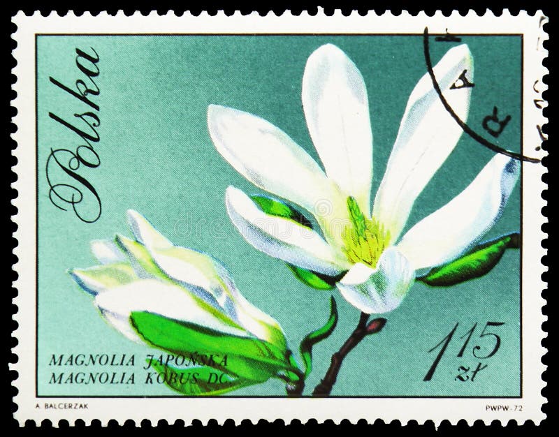 Kobus de magnolia, fleurs dans le serie naturel de couleurs, vers 1971 images stock Kobus de magnolia, fleurs dans le serie naturel de couleurs, vers 1971 images stock