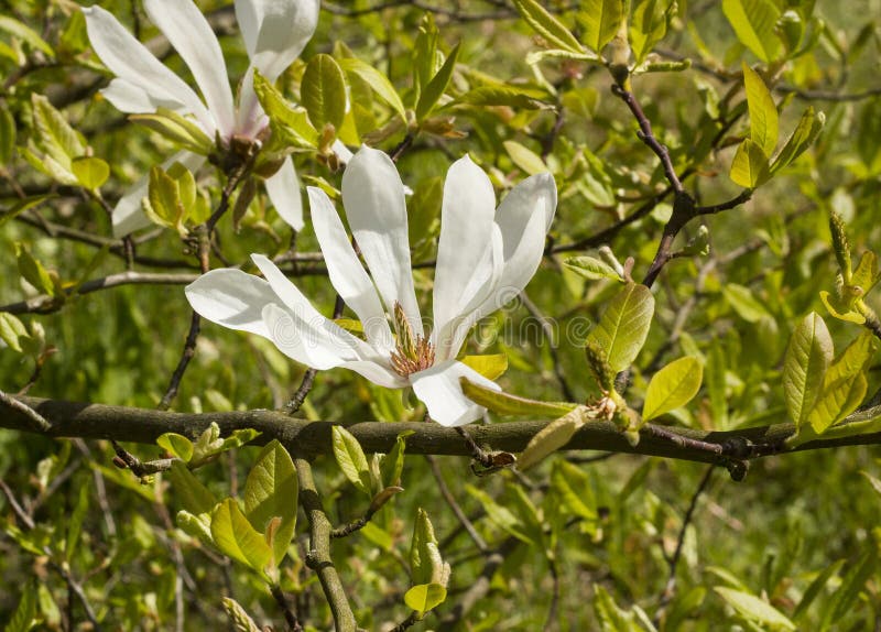 Kobus della magnolia del fiore bianco fotografie stock libere da diritti Kobus della magnolia del fiore bianco fotografie stock libere da diritti