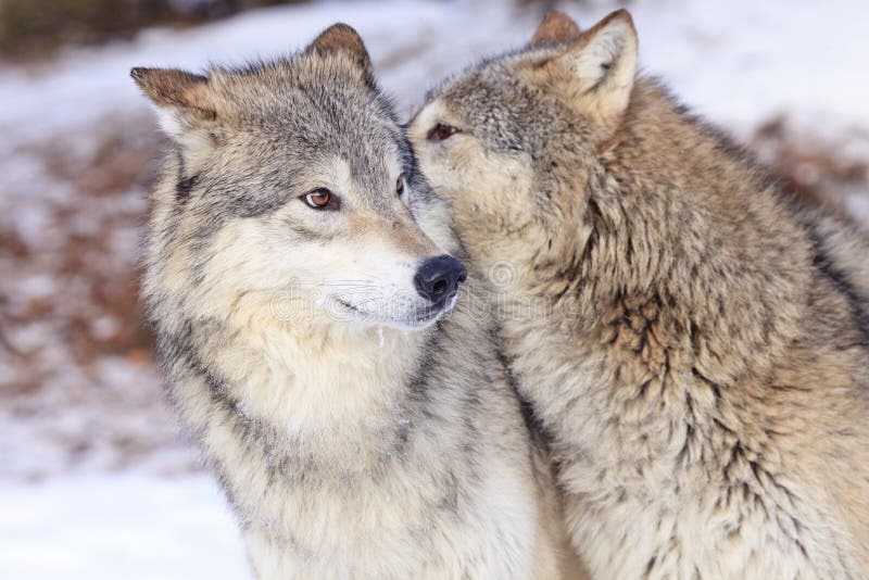 Male and female timber wolves loving on each other. Male and female timber wolves loving on each other