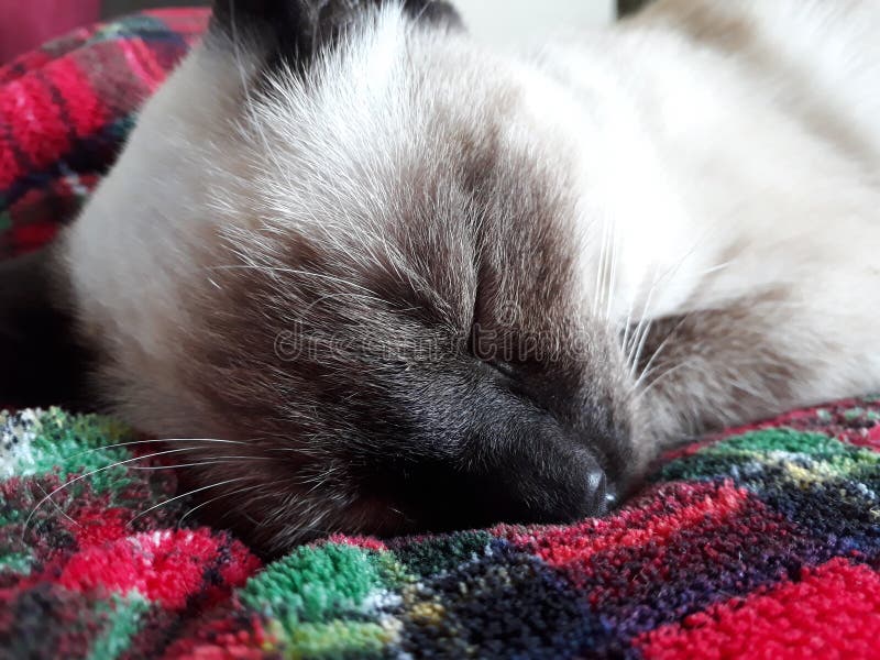 kociak siamese zdjęcia stock kociak siamese zdjęcia stock