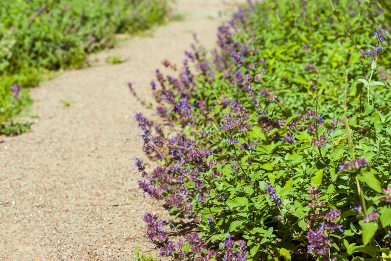 Kocimiętka kwiaty w kraju wieśniaka ogródzie (Nepeta) obraz stock Kocimiętka kwiaty w kraju wieśniaka ogródzie (Nepeta) obraz stock