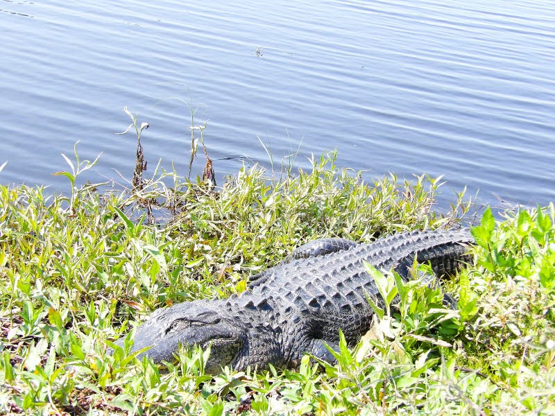 An alligator is resting partially submerged in grass next to a body of water, likely a lake or river. Its rough, dark gray skin is textured with distinct ridges and scales. Vegetation surrounds the alligator, including tall grasses and budding plants. The water surface appears calm with subtle ripples, reflecting a clear sky. The environment suggests a natural habitat, possibly in a wetland area common to freshwater settings in the southeastern United States. Gray water snake stock images, royalty-free photos and pictures