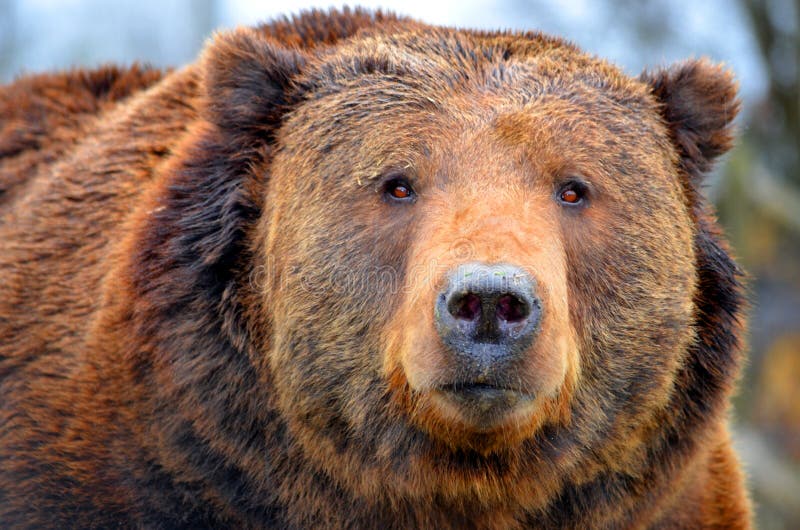 kodiak bear kodiak bear