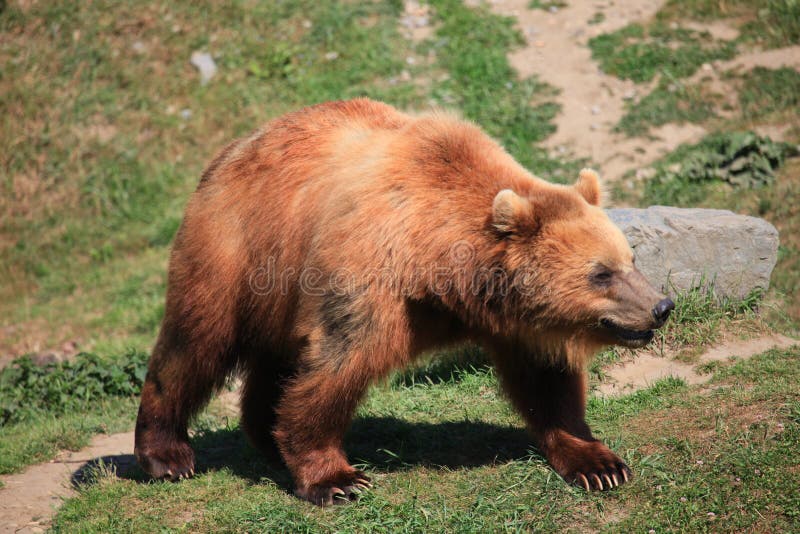 Kodiak bear