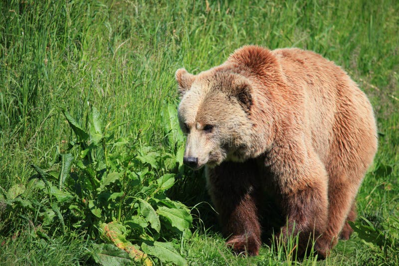 Kodiak bear