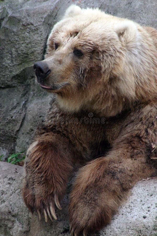 Kodiak Bear stock image. Image of australia, bears, natural 972479