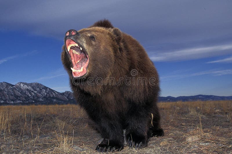 Kodiak Bear, Ursus Arctos Middendorffi, Adult Standing on Snow, Alaska ...