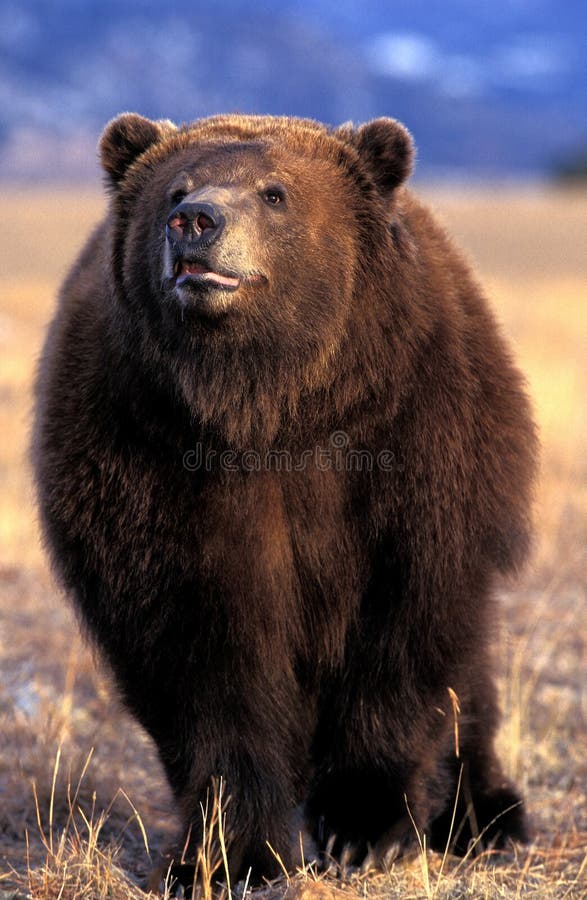 Kodiak bear ursus arctos middendorffi adulto alaska fotografía de archivo