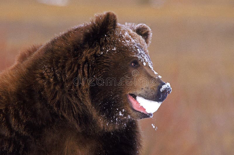 Kodiak oso ursus arctos middendorffi adulto con nieve en boca alaska fotos de archivo