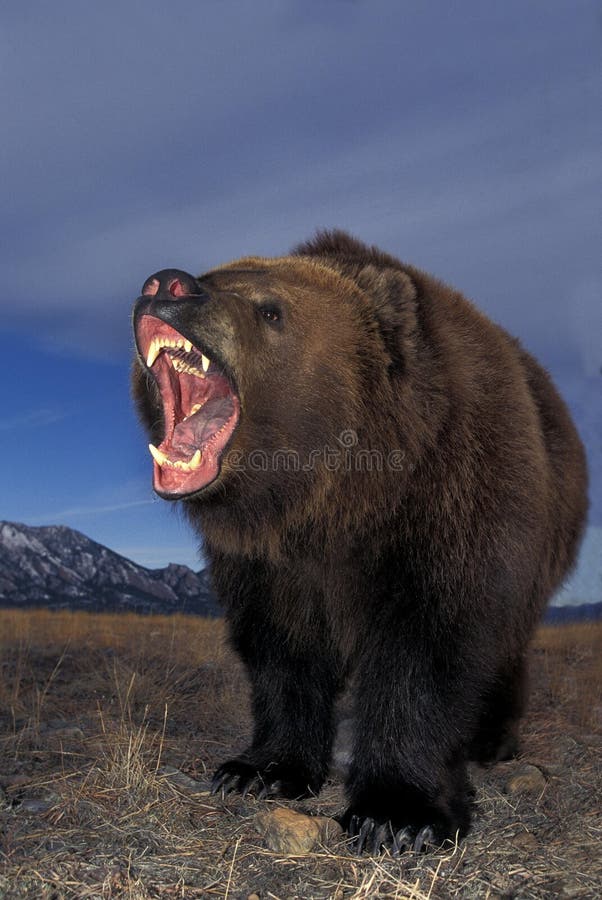 Kodiak oso ursus arctos middendorffi con boca abierta en postura defensiva alaska foto de archivo libre de regalías
