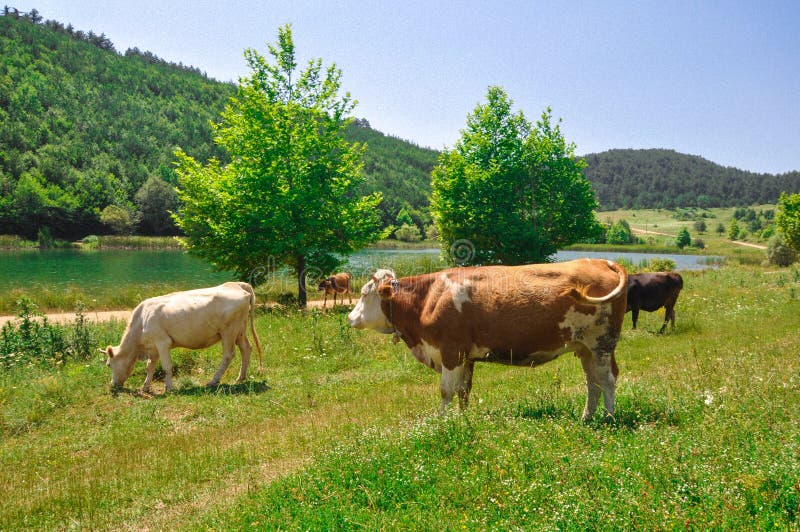 Koe Gras-etende koeien op weiland stock foto