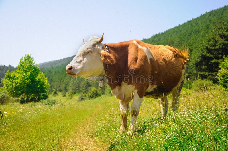 Koe Gras-etende koeien op weiland stock afbeeldingen