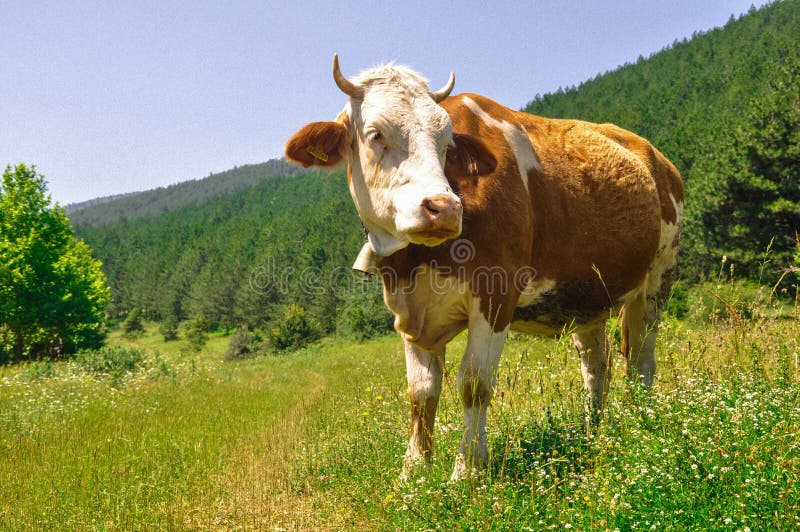 Koe Gras-etende koeien op weiland royalty-vrije stock foto's