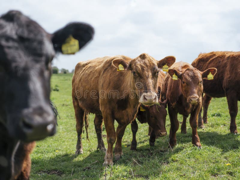 Koeien die op een landbouwbedrijf in noordelijk Duitsland weiden royalty-vrije stock afbeeldingen Koeien die op een landbouwbedrijf in noordelijk Duitsland weiden royalty-vrije stock afbeeldingen
