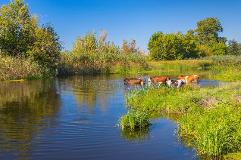 Koeien die waterbehandeling in de zomer Oekraïense rivier Merla hebben stock afbeeldingen Koeien die waterbehandeling in de zomer Oekraïense rivier Merla hebben stock afbeeldingen