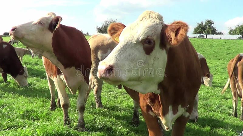 Koeien en calfs op de weide