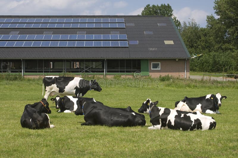 Koeien en zonnepanelen op een landbouwbedrijf, Nederland