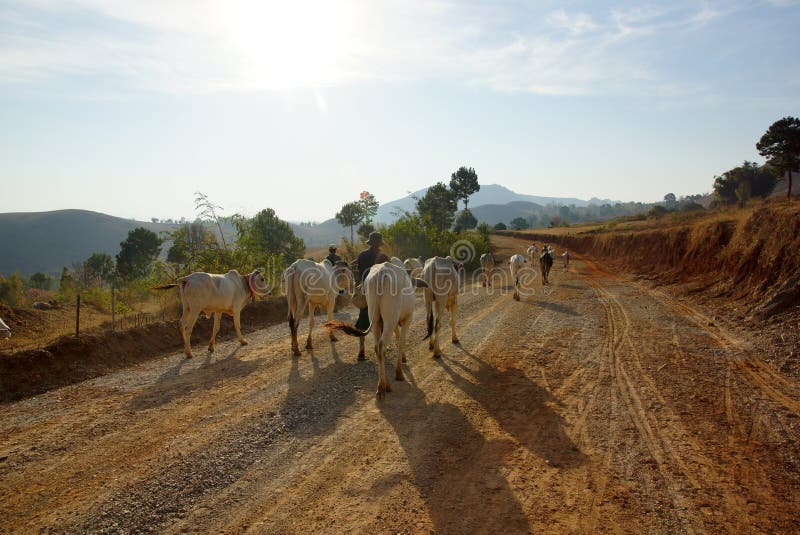 Koeien in landschap van Myanmar