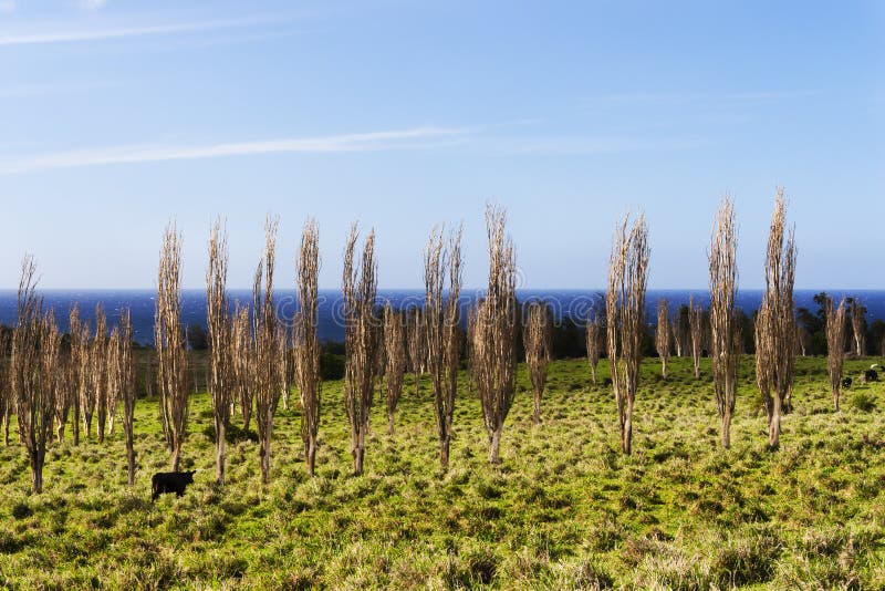 Koeien op het Grote Eiland Hawaï, dat onder de bomen weidt stock foto Koeien op het Grote Eiland Hawaï, dat onder de bomen weidt stock foto