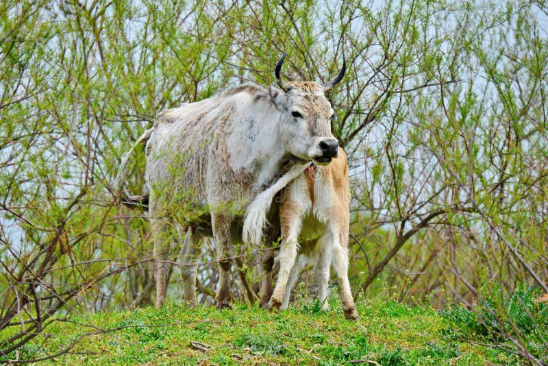 Download Koekalveren stock afbeelding. Afbeelding bestaande uit platteland - 54084119