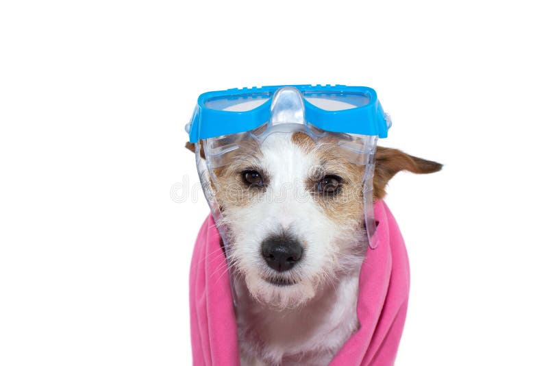 Koele hond JACK RUSSELL-PUPPY MET BESCHERMENDE BRILLEN EN EEN ROZE HANDDOEK GEÏSOLEERD SCHOT TEGEN WITTE ACHTERGROND stock fotografie Koele hond JACK RUSSELL-PUPPY MET BESCHERMENDE BRILLEN EN EEN ROZE HANDDOEK GEÏSOLEERD SCHOT TEGEN WITTE ACHTERGROND stock fotografie