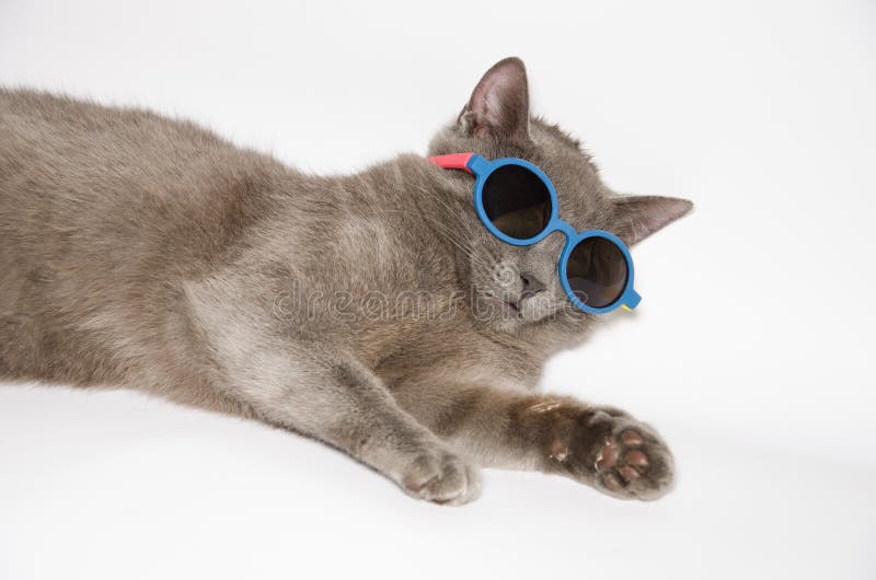 Koele Kat met zonnebril