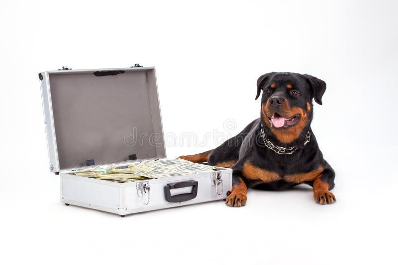 Koffer voll des Geldes und des großen Hundes