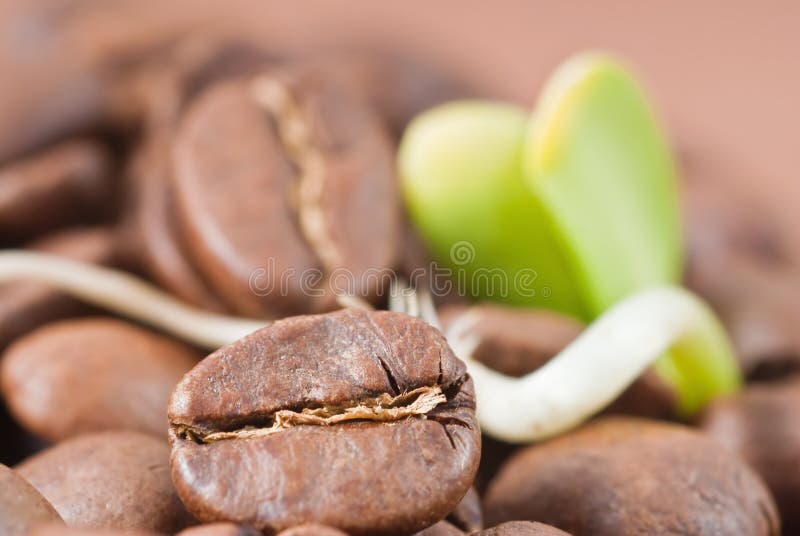 Koffie gecultiveerde zaden