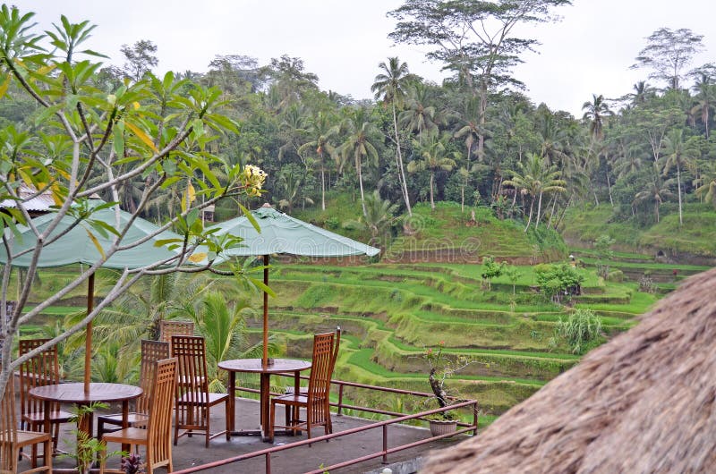 Koffie onder palmen bali indonesi? stock foto Koffie onder palmen bali indonesi? stock foto
