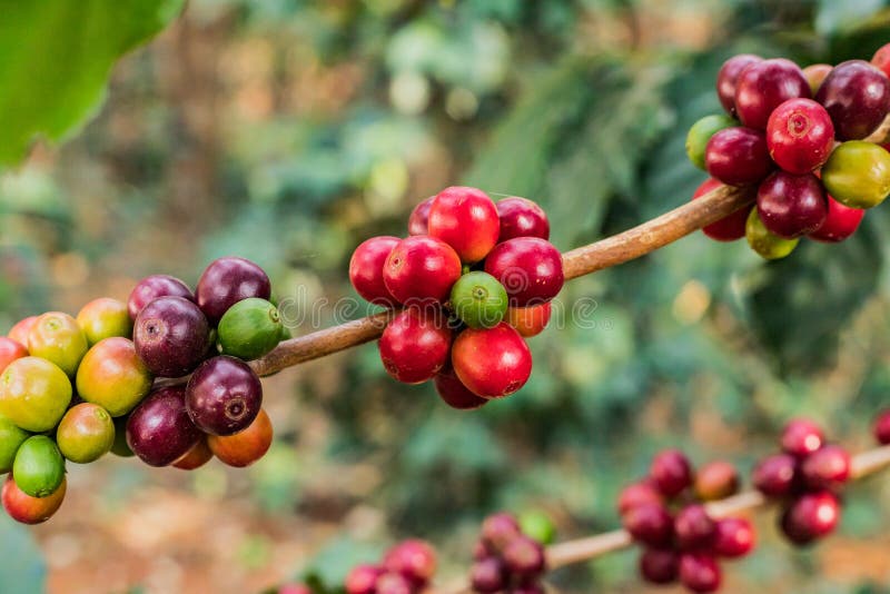 Koffie op ruwe en rijpe de koffieboon van boomarabicas in gebied en zonlicht stock foto Koffie op ruwe en rijpe de koffieboon van boomarabicas in gebied en zonlicht stock foto