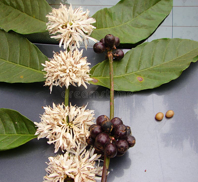 Koffiebladeren, Witte Bloemen, Vruchten en Zaden - Coffea-Arabica Installatie royalty-vrije stock fotografie Koffiebladeren, Witte Bloemen, Vruchten en Zaden - Coffea-Arabica Installatie royalty-vrije stock fotografie