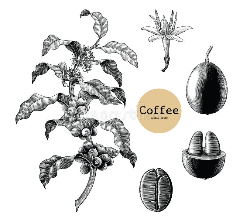 Koffietak, Koffiebloem die, de hand van de Koffieboon uitstekende cli trekken stock illustratie Koffietak, Koffiebloem die, de hand van de Koffieboon uitstekende cli trekken stock illustratie