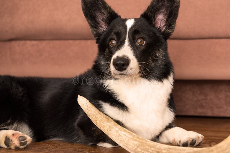 Kofta för Corgi för hundavel walesisk royaltyfria foton Kofta för Corgi för hundavel walesisk royaltyfria foton