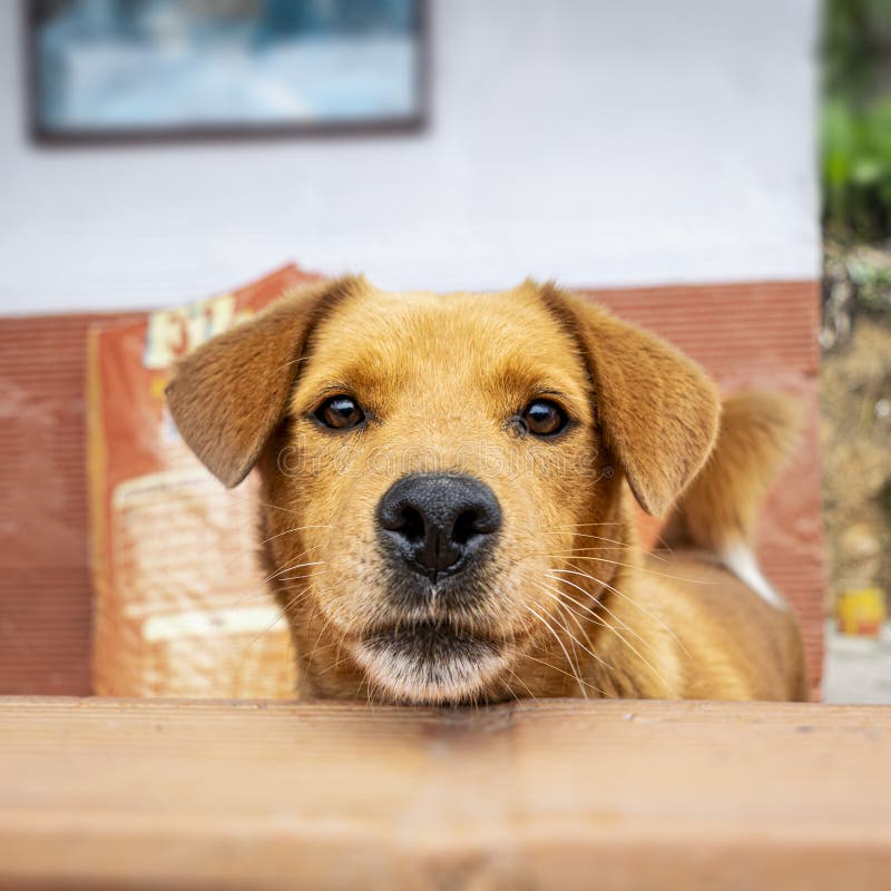 Frontal photograph of the face of a Colombian Creole Dog in close-up guarding the house. Frontal photograph of the face of a Colombian Creole Dog in close-up guarding the house