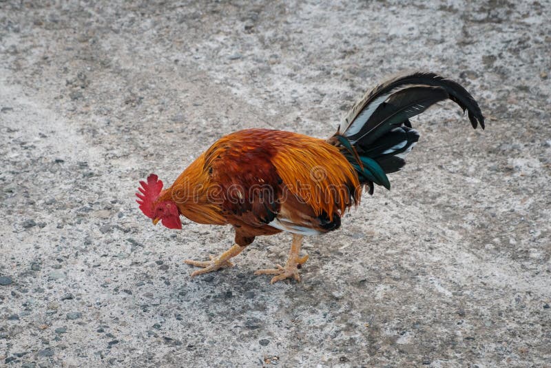 Cock, rooster bantam crows isolate on concrete floor - cock, rooster bantam crows isolate on concrete floor -. Cock, rooster bantam crows isolate on concrete floor - cock, rooster bantam crows isolate on concrete floor -