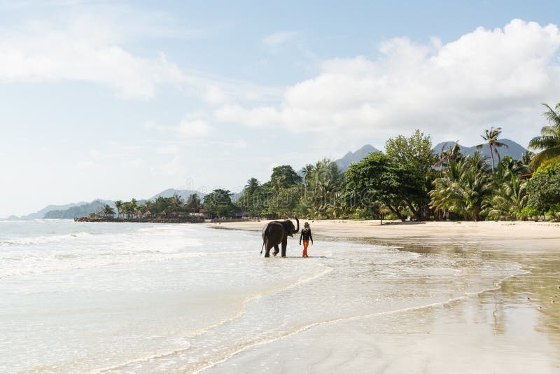 Koh Chang, Thailand - June 2019: Thai man walking an elephant on sandy Long Beach stock images Koh Chang, Thailand - June 2019: Thai man walking an elephant on sandy Long Beach stock images