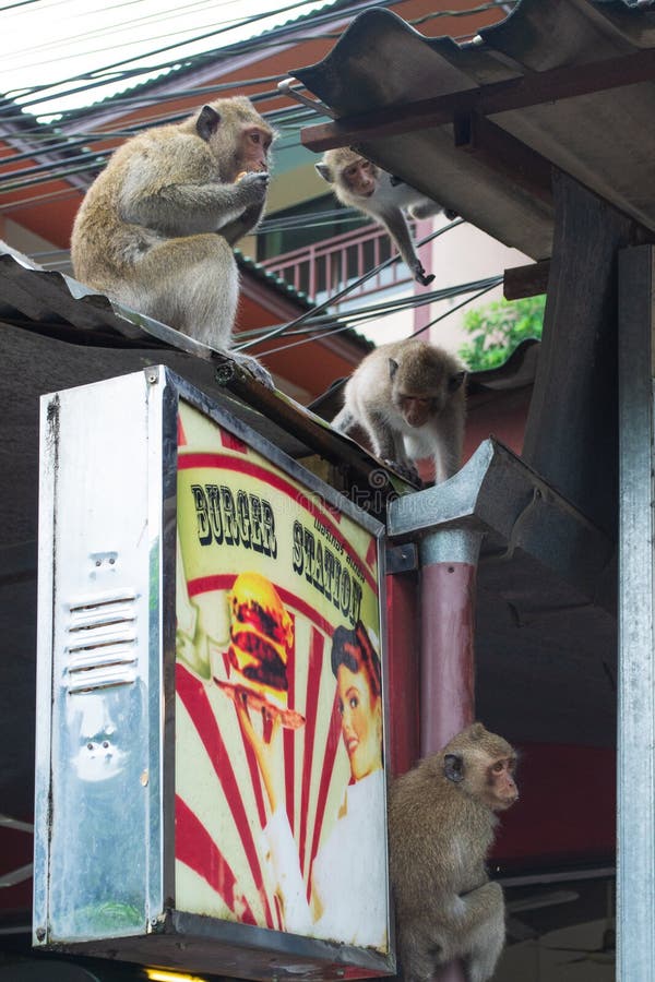 Koh Chang, Thailand Monkey op het hamburgerstation die op eten wacht