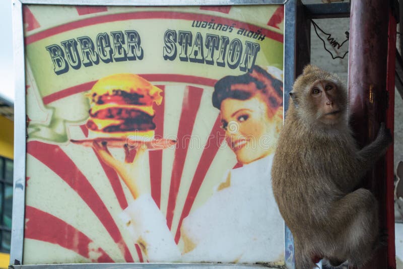 Koh Chang, Thailand Monkey op het hamburgerstation die op eten wacht