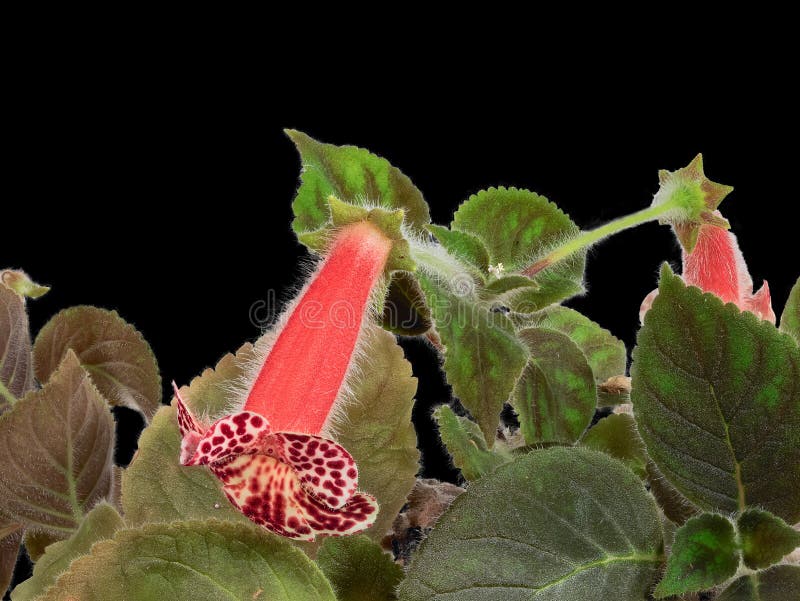 The Kohleria Plant Latin Name in the Home Collection. Cut on Black Background Stock Photo - Image of colour, elegant: 227693754