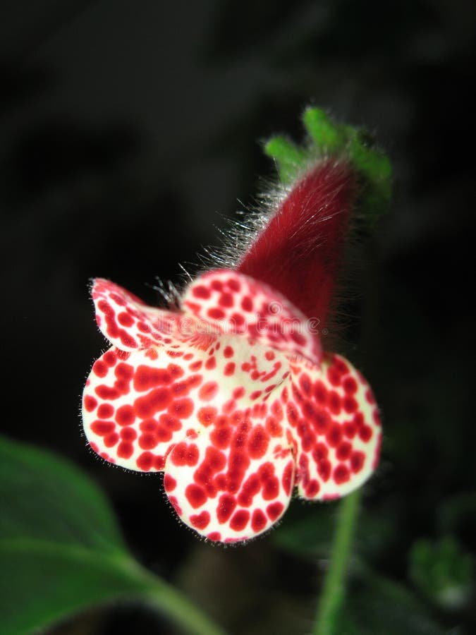 Kohleria a Red Flower with Spots Stock Photo Image of background