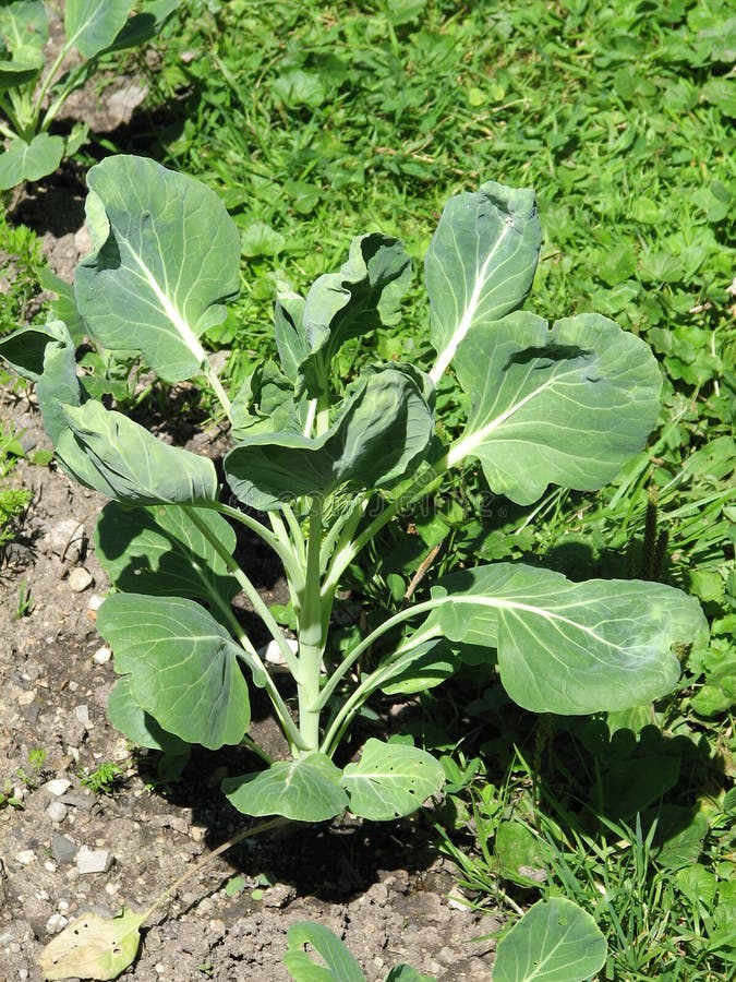 Kohlrabi stock image. Image of herb, garden, vegetables - 15208081