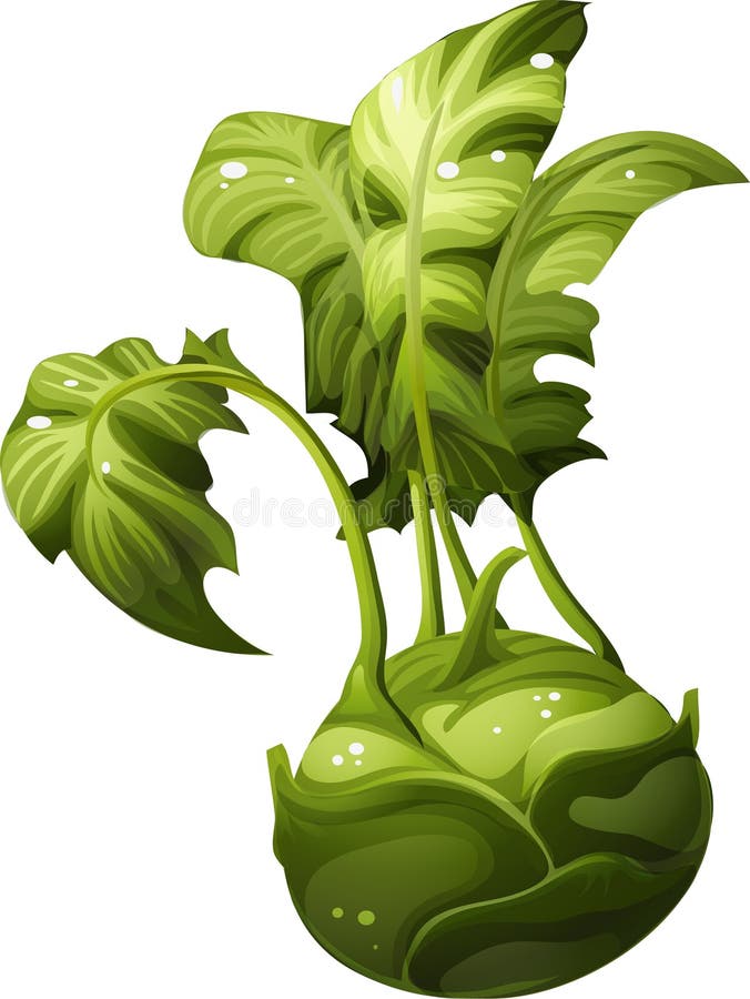 Kohlrabi vektor abbildung Kohlrabi vektor abbildung