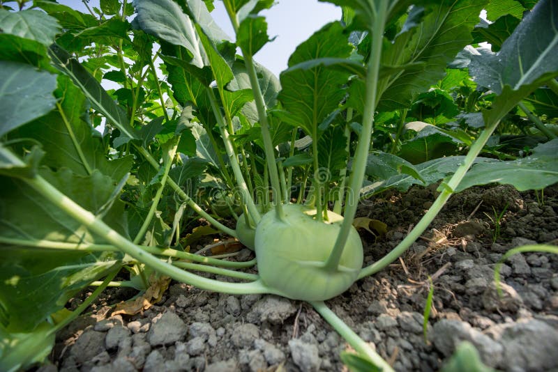 Kohlrabi Cabbage Growing in Garden. Stock Image Image of summer