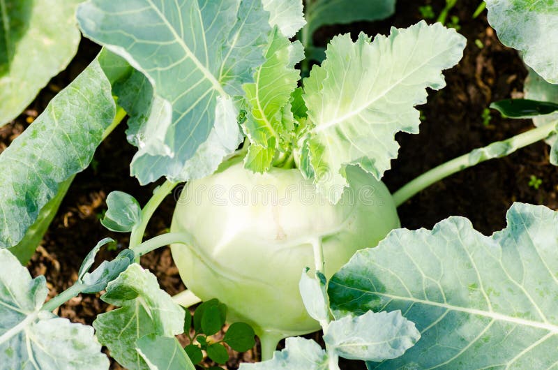 Kohlrabi stock image. Image of fresh, vegetable, root 85235933