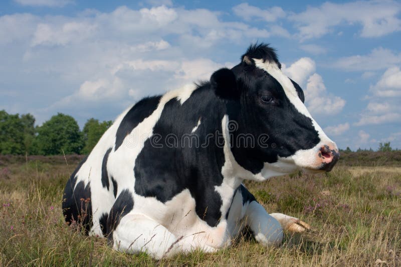 koholstein arkivfoton koholstein arkivfoton