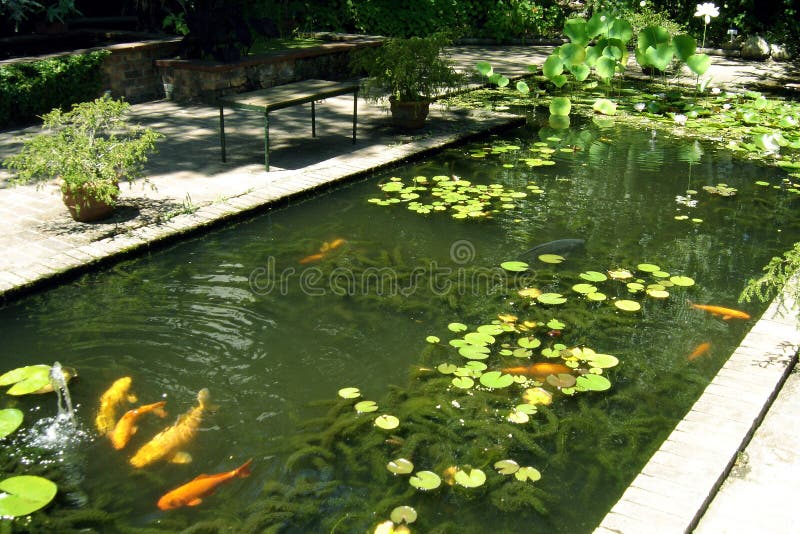 koi 02 κήπων στοκ εικόνες koi 02 κήπων στοκ εικόνες