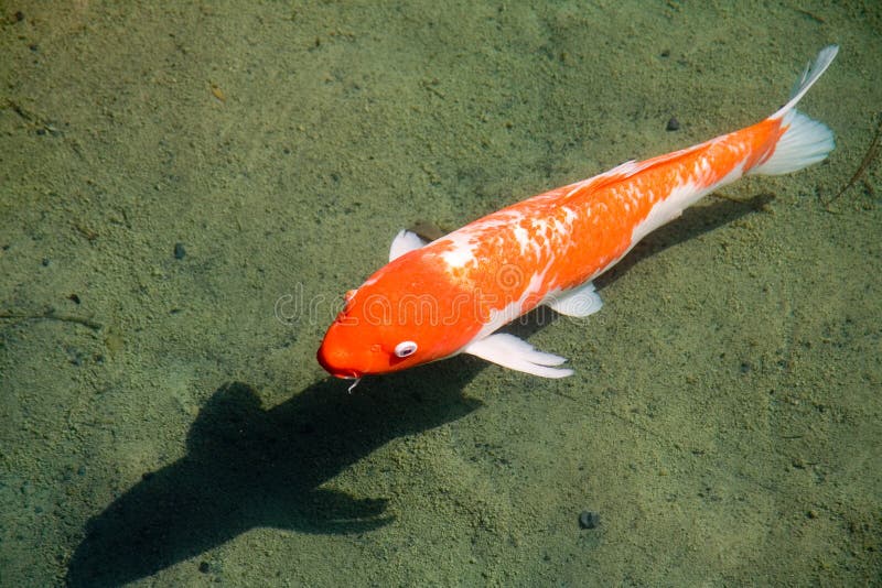 Una Carpa Koi Giapponese sembra fluttuare nell'aria.