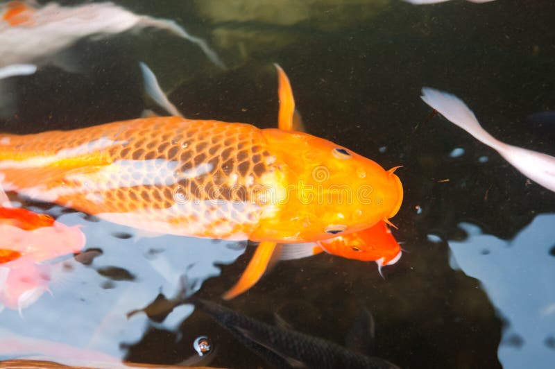 Koi or Carp Chinese Fish in Water Stock Photo - Image of japan, hobby