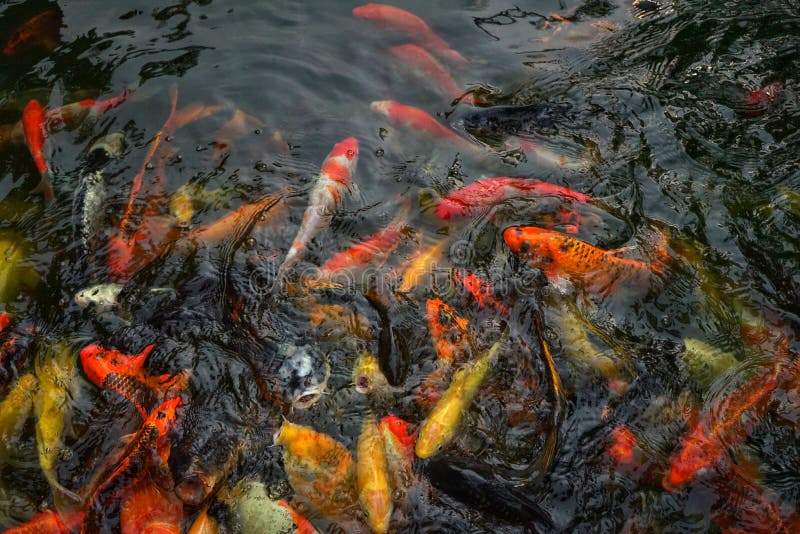 Best Koi Carp Food Nurturing Beauty, Health, and Vitality Best Koi Carp Food Nurturing Beauty, Health, and Vitality