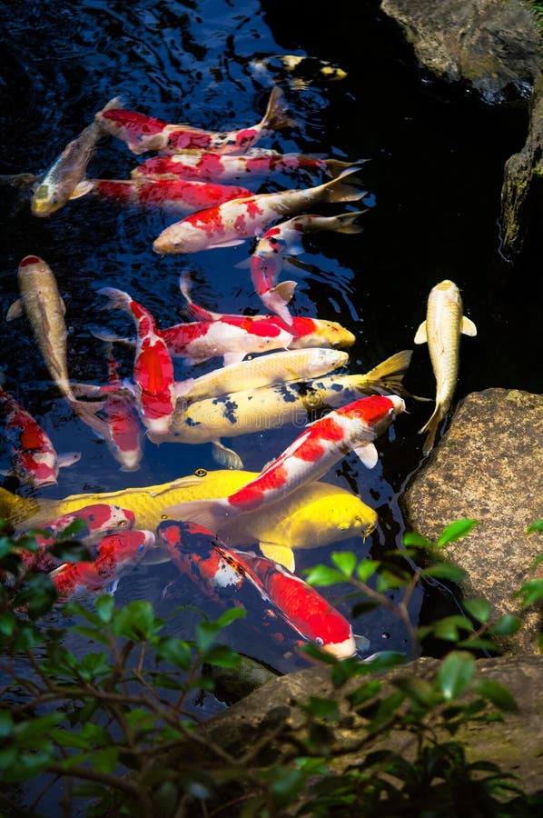 Koi Carp Fish Im Japanischen Garten Stockbild Bild von